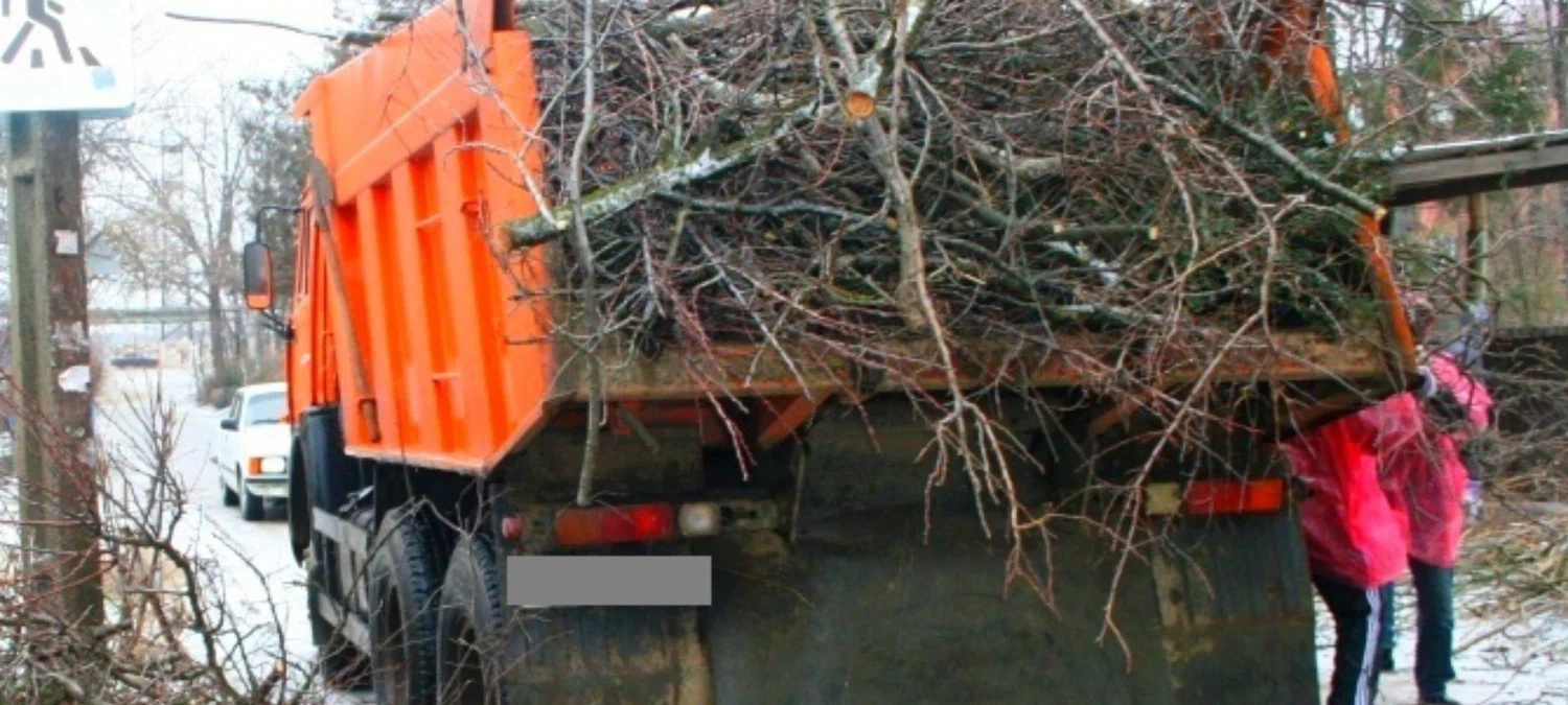 Вывоз спиленных веток и деревьев с участка в Тихорецке в октябре